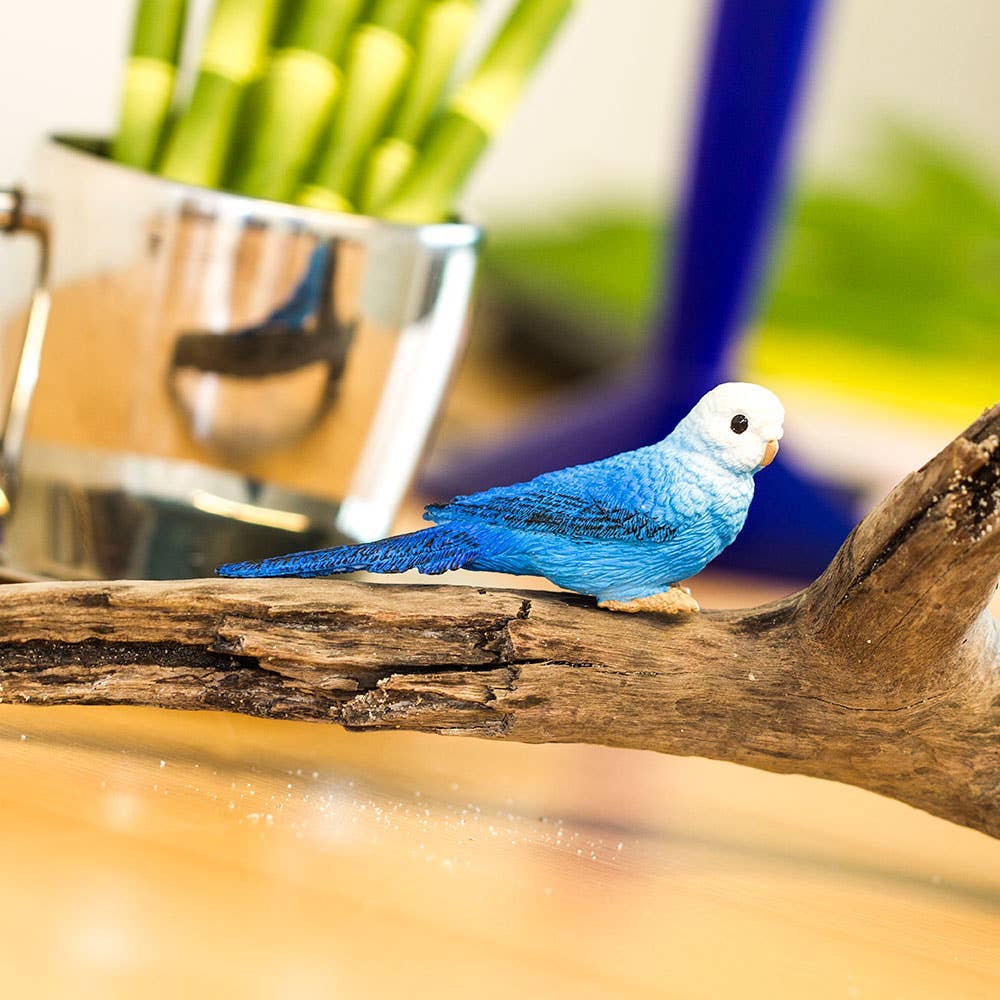 blue-budgie-150629-3.jpeg