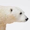 polar-bear-273329-3.jpeg
