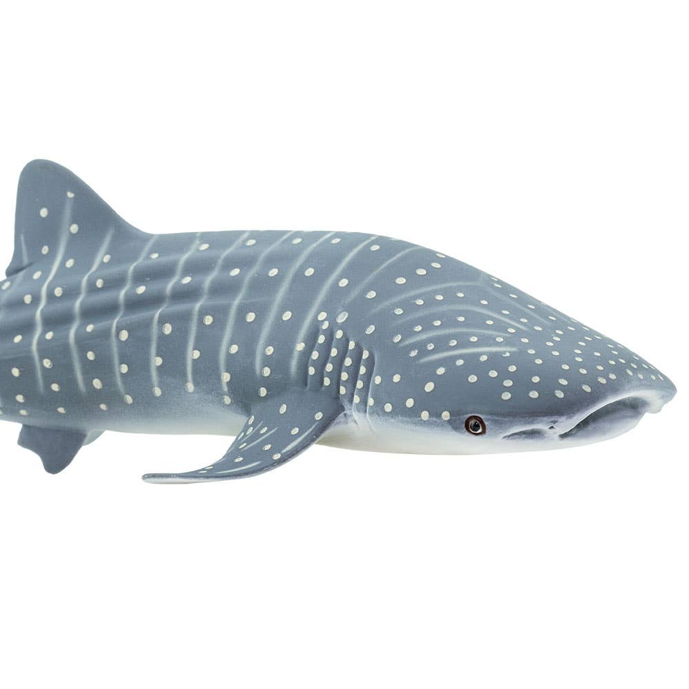whale-shark-422129-1.jpeg
