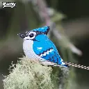 067BlueJay_live2_2025.03.webp