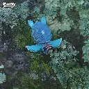 038Turtle_Live1_2025.03.webp