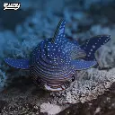 049WhaleShark_Live1_2025.03.webp