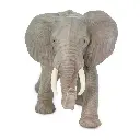 african elephant front view.webp
