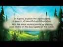 How to play Alpina?