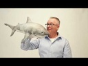 Folkmanis® Great White Shark Puppet Demo