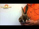 Folkmanis Little Hare Puppet Demo
