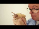 Folkmanis® Mini Banana Slug Finger Puppet Demo