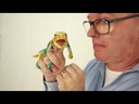 Folkmanis® Mini Collard Lizard Finger Puppet Demo
