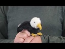 Folkmanis Mini Eagle Finger Puppet Demo