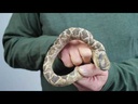 Folkmanis Mini Rattlesnake Finger Puppet Demo