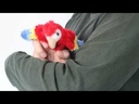 Folkmanis Mini Scarlet Macaw Finger Puppet Demo