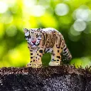 clouded leopard3.webp