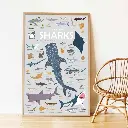 poppik-poster-stickers-requins-sharks-pedagogique-educatif-autocollants-0-copie.webp