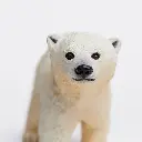 polar bear cub.webp