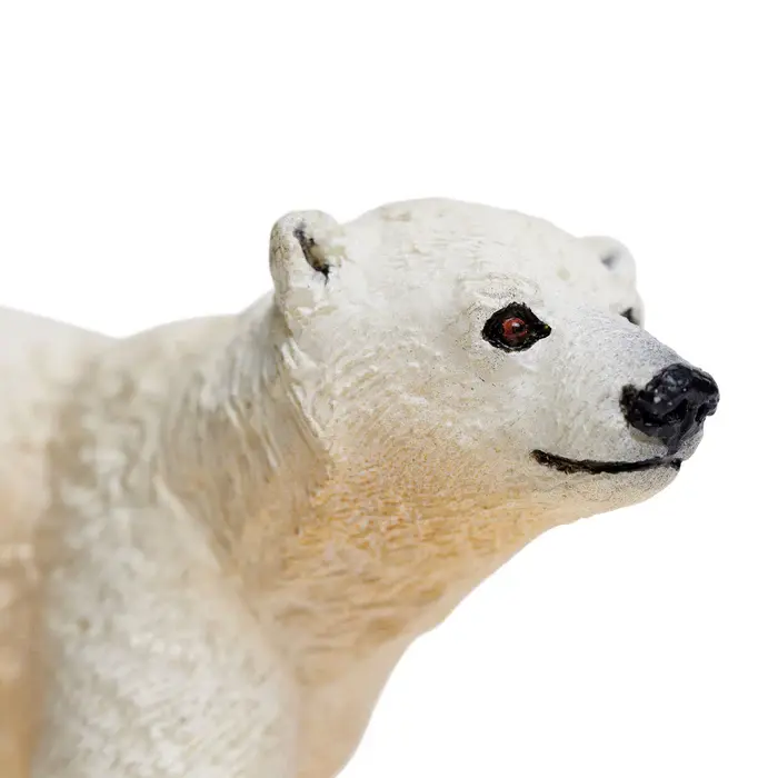 polar bear cub1.webp
