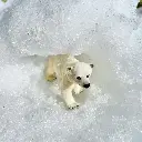 polar bear cub lifestyle.webp