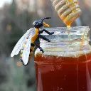 honey bee lifestyle.webp