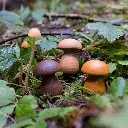 grapatmushrooms_1of1.webp