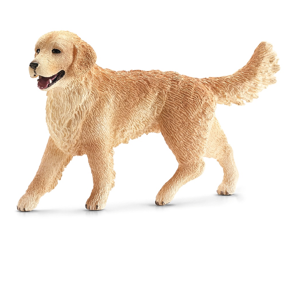 Female Golden Retriever