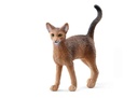 Abyssinian Cat
