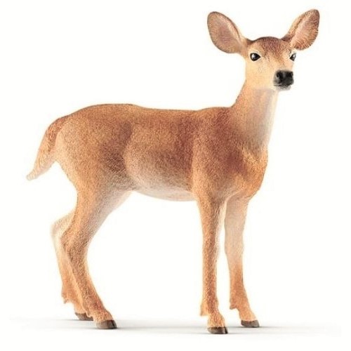 White-Tailed Doe