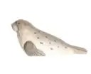 Harbour Seal Toy - Wooden