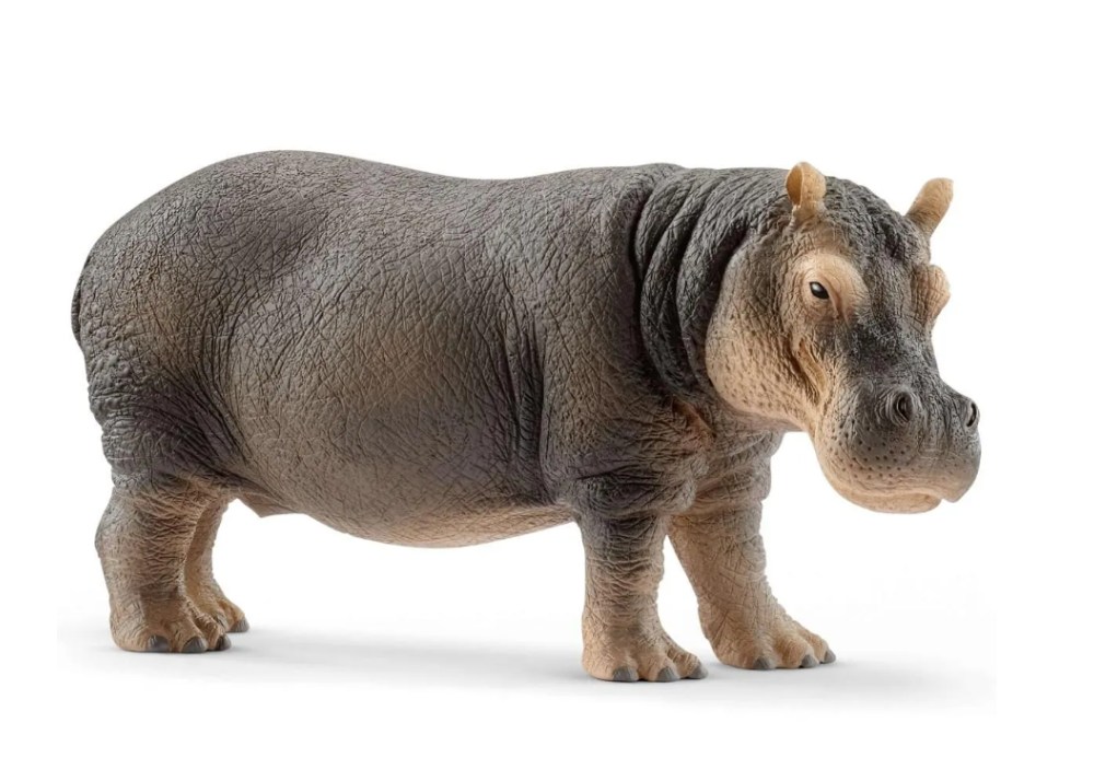Hippopotamus 14814