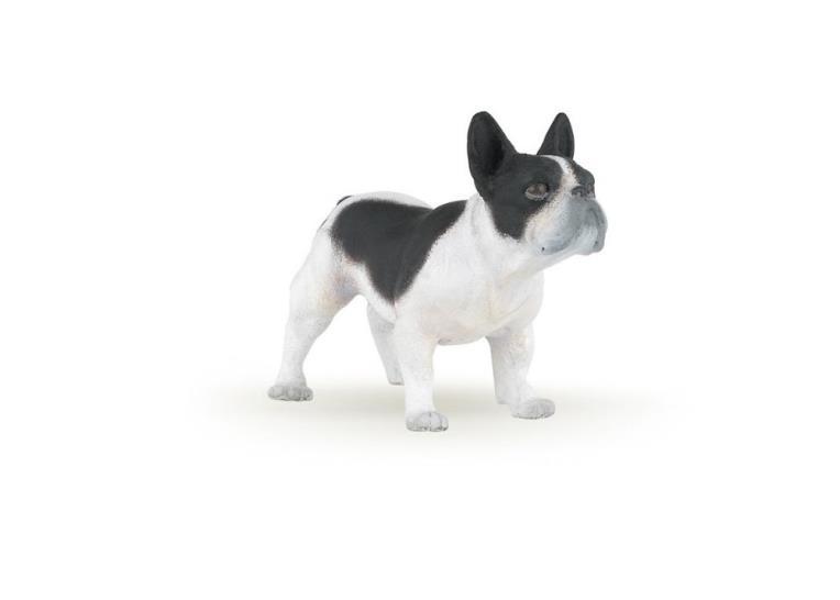 French Black & White Bulldog