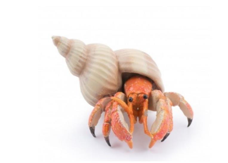Hermit Crab