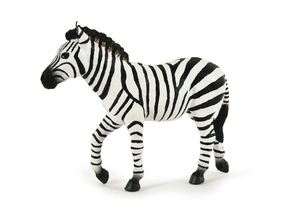 Male Zebra