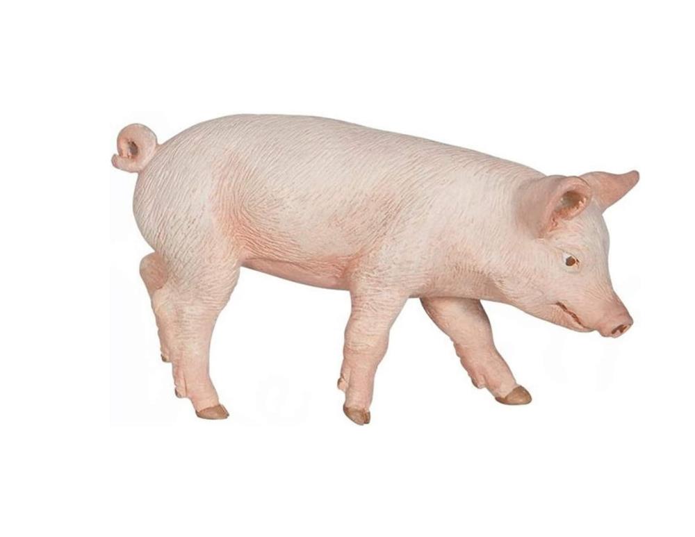 Piglet - Male