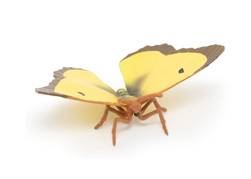 Clouded Yellow Buttefly