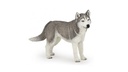 Siberian Husky