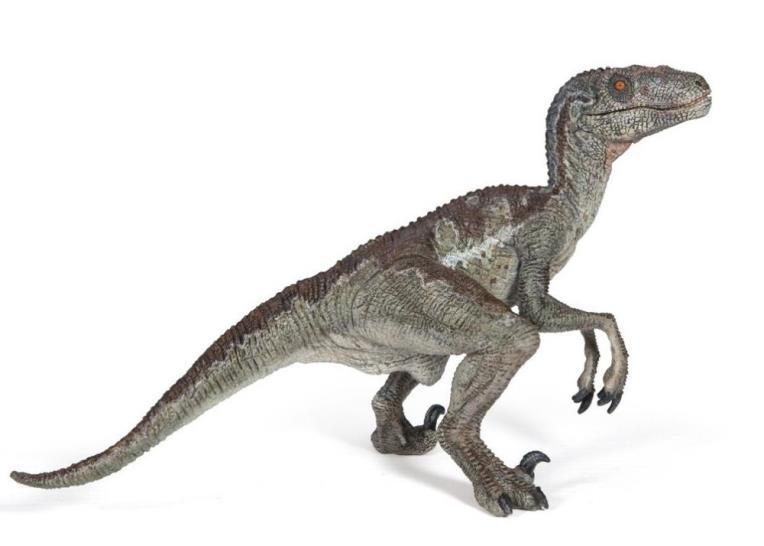Velociraptor