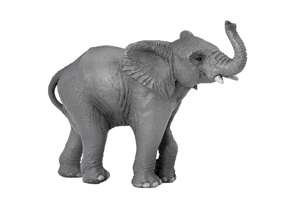 Young Elephant