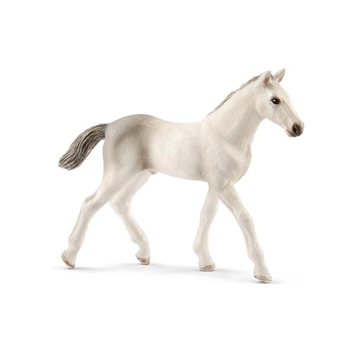 [14440] Holsteiner Foal