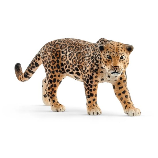 [14451] Jaguar