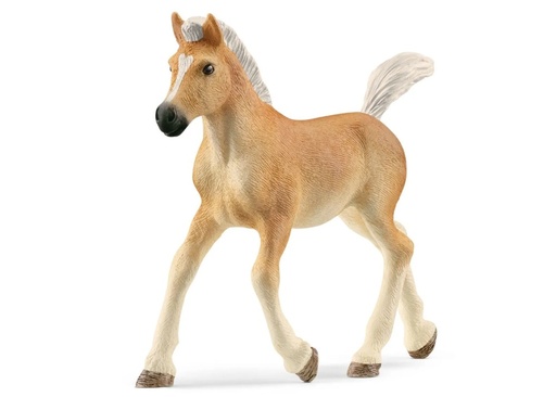 [15214] Haflinger Foal