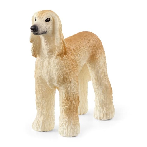 [14449] Afghan Hound