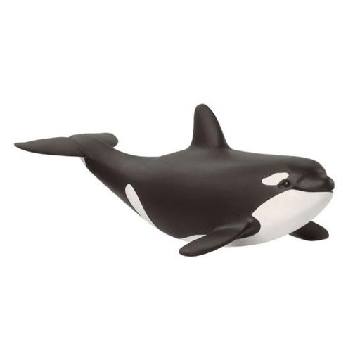 [11600] Baby Killer Whale