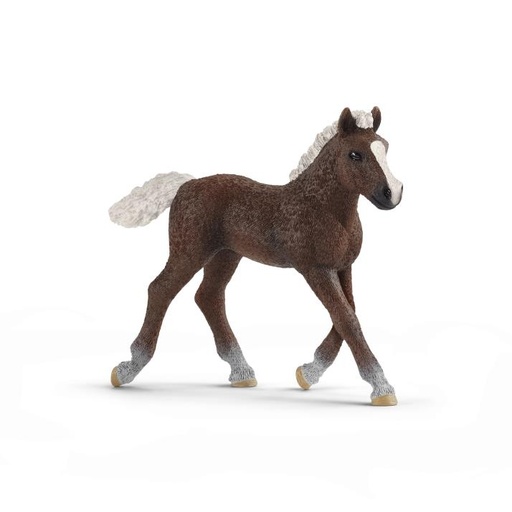 [14446] Black Forest Foal