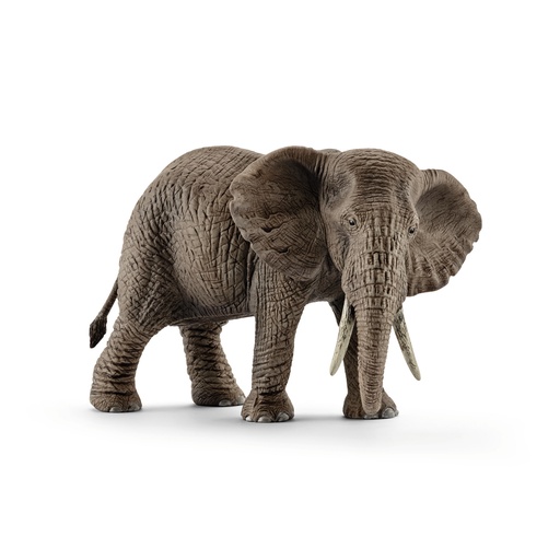 [7743] Female African Elephant