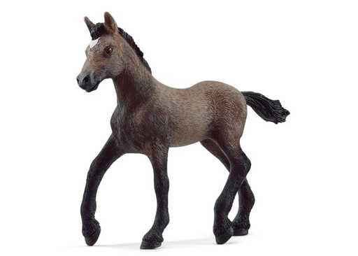 [15217] Paso Peruano Foal