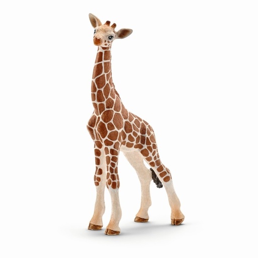 [1053] Giraffe Calf