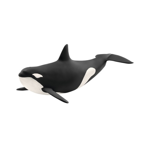 [1078] Killer Whale