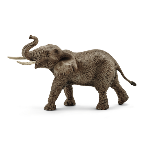 [7744] Male African Elephant