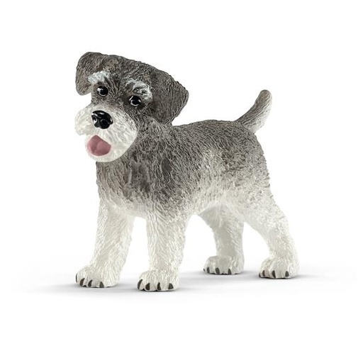 [12735] Miniature Schnauzer