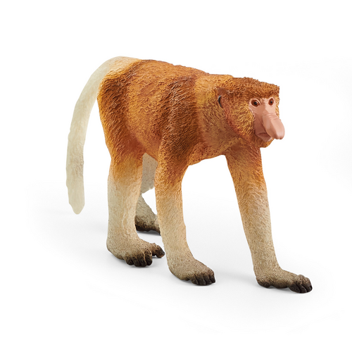 [11936] Proboscis Monkey