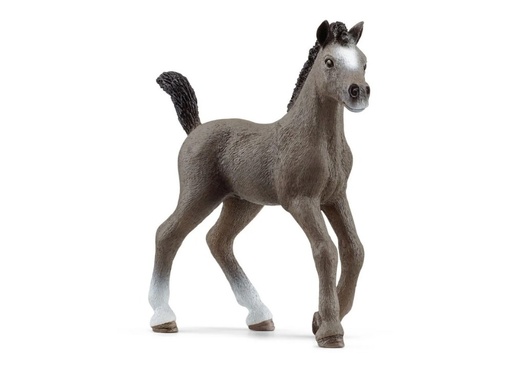 [15516] Selle Français Foal 13957
