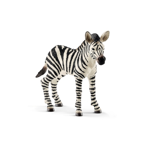 [1079] Zebra Foal